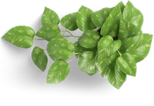 leaf-icon.png leaf-icon.png